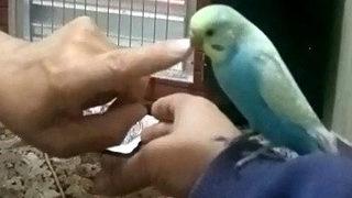 Her yerde muhabbet kuşunu arıyor! İlan astı, bulana ödül var