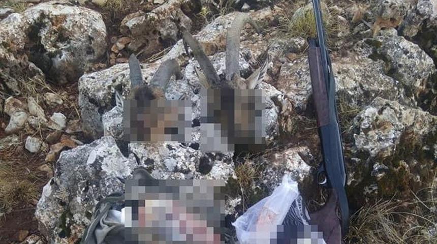 Mersin'de kaçak yaban keçisi avına 122 bin lira ceza