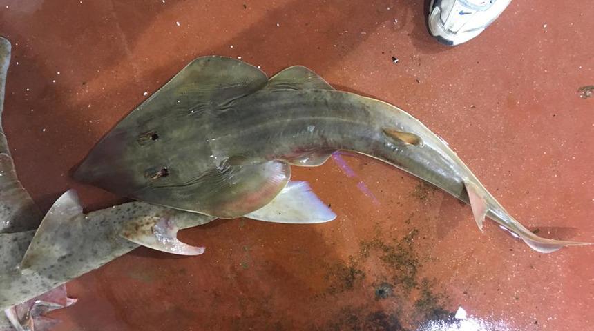 Şaşkına çeviren olay! Avlanması yasak balıklar mezatta satılıyor