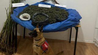 Samsun'da ahırda kurutulmaya bırakılmış 7 kilogram esrar ele geçirildi