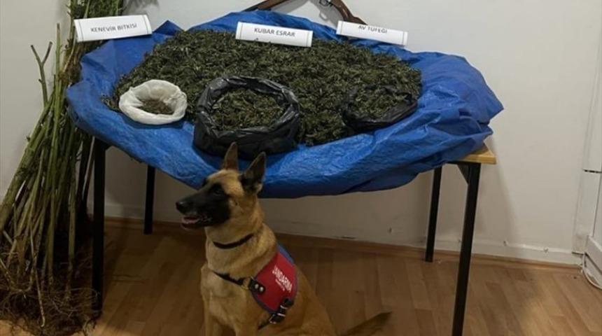 Samsun'da ahırda kurutulmaya bırakılmış 7 kilogram esrar ele geçirildi