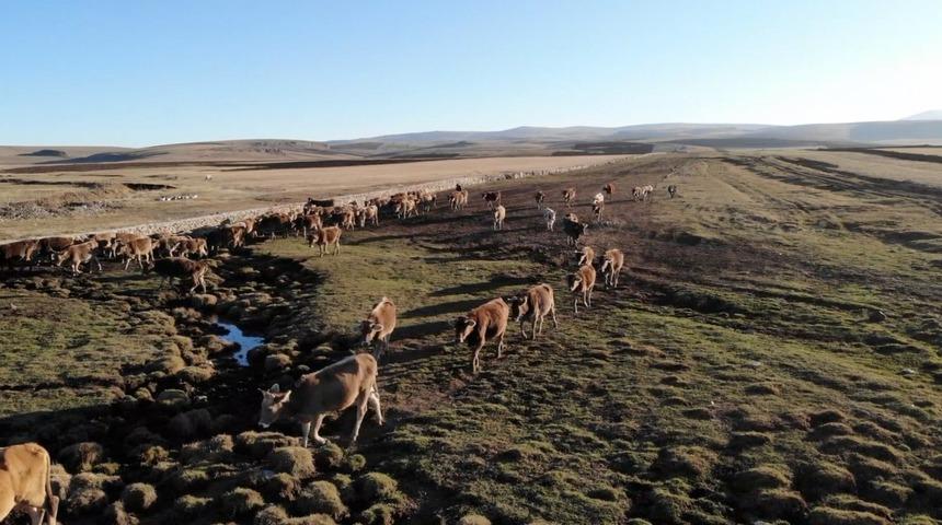 Bir kuraklık hikayesi: Peyniriyle meşhur Kars'ta üretim nasıl etkilendi?