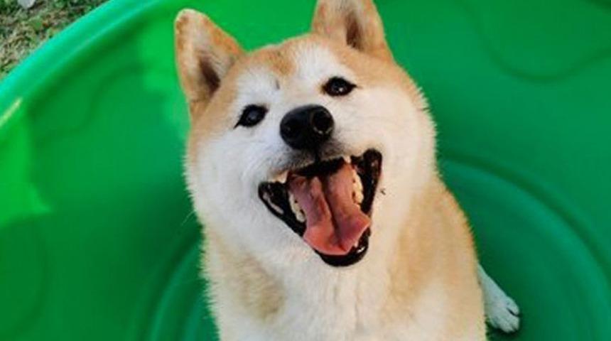 Stres hayvanları da kanser yapıyor