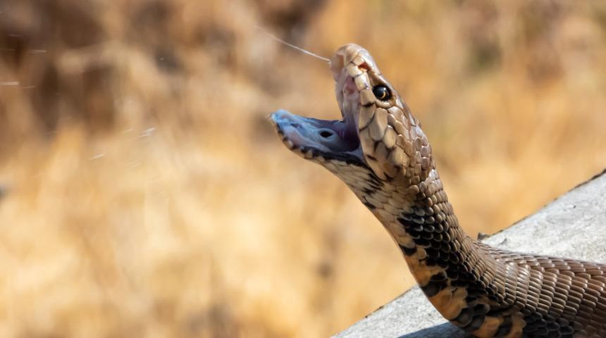 Penisi çürüdü! Klozetin deliğinden çıkan yılan dehşeti yaşattı
