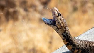 Penisi çürüdü! Klozetin deliğinden çıkan yılan dehşeti yaşattı