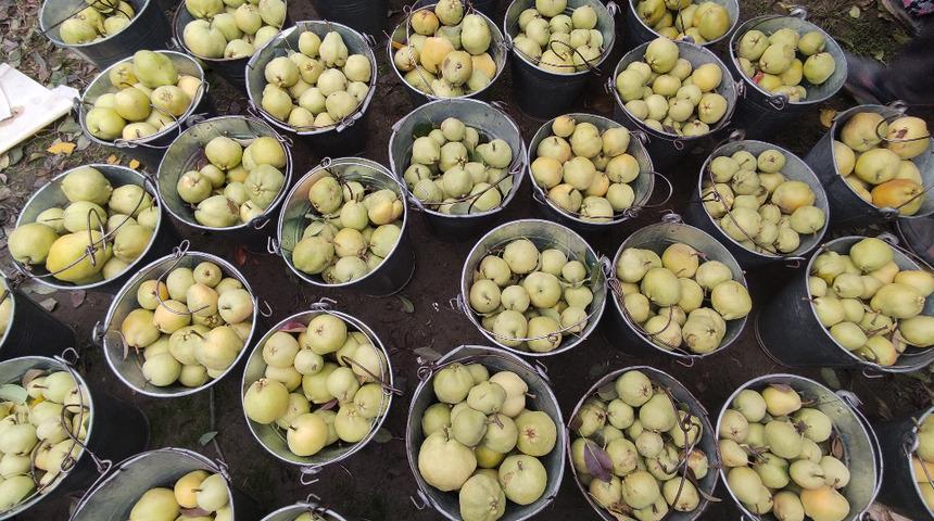 Türkiye'nin meyve ambarı! Futbol topu gibi armutlar şaşırtıyor: 1,5 kilo