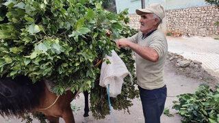 Hatay'dan dünyaya ihraç ediliyor! Kilosu bin 500 TL