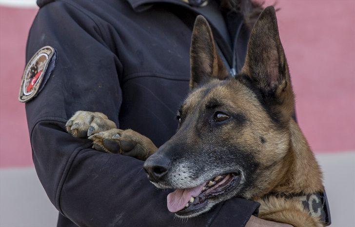 Polislerin can yoldaşı "hassas burunlar" suçluların "korkulu rüyası" oldu G2