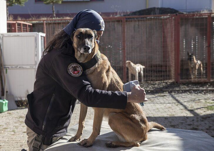 Polislerin can yoldaşı "hassas burunlar" suçluların "korkulu rüyası" oldu G4
