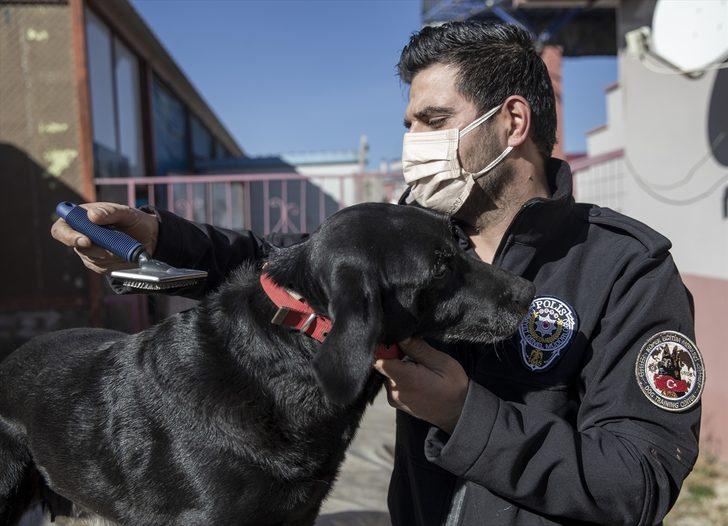 Polislerin can yoldaşı "hassas burunlar" suçluların "korkulu rüyası" oldu G5