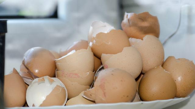 İşe yaramadığı yer yok! Yumurta kabuklarının hiç bilmediğiniz binbir faydası