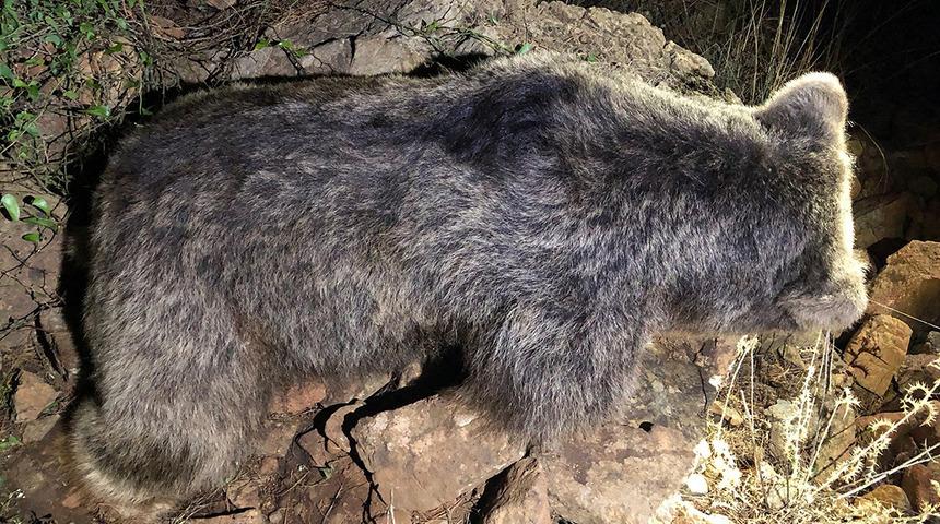 Muğla'da ormanlık alanda ölü ayı bulundu