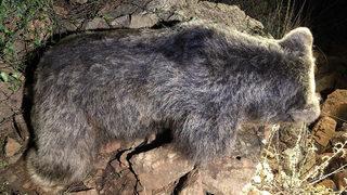 Muğla'da ormanlık alanda ölü ayı bulundu