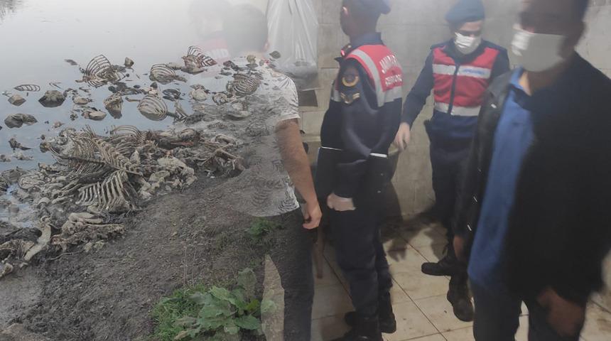 Düzce'de at kesip piyasaya süren baba ve oğlu suçüstü yakalandı