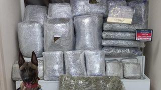 Kocaeli'de bir araçta yaklaşık 107 kilogram skunk ele geçirildi