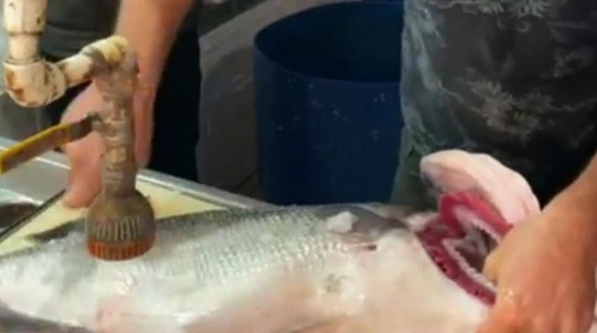 Tam 7 kilo! Levrek tezgaha düşer düşmez satıldı