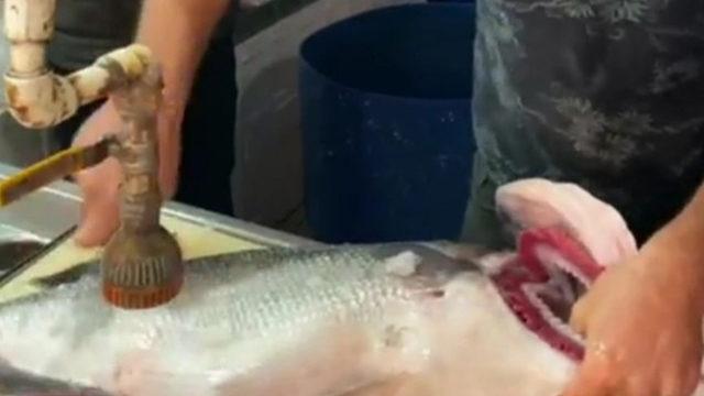 Tam 7 kilo! Levrek tezgaha düşer düşmez satıldı