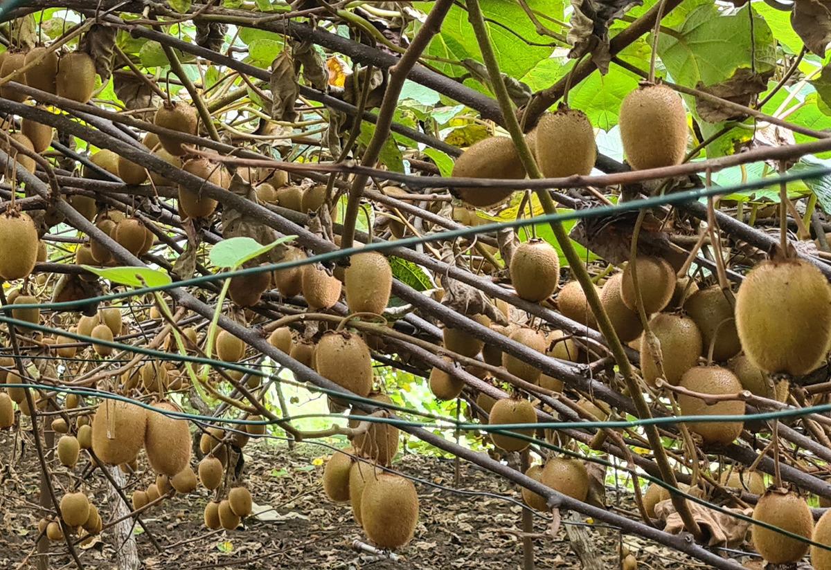 Ziraat Odası'nın tavsiyesi ile başladı! Fındık yerine kivi ekti, kazancı 3 kat arttı