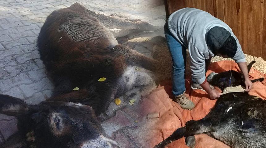 Kendine zarar vermeye başladı! Başını duvarlara vuran eşek tedavi altına alındı