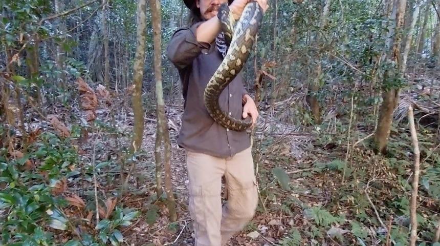 Yılan avcısı dev pitonun saldırısına uğradı: Atardamarımın dışarı çıktığını gördüm