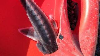 Tunceli'de balıkçının ağına takıldı! Bu balığın eti 100, havyarı 2 milyon lira