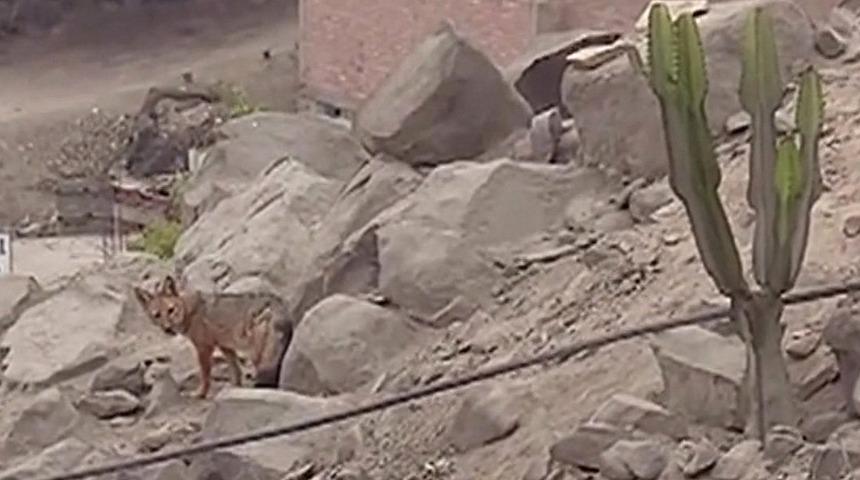Peru'da bir &ccedil;iftin, Sibirya kurdu sanarak aldığı yavru tilki &ccedil;ıktı