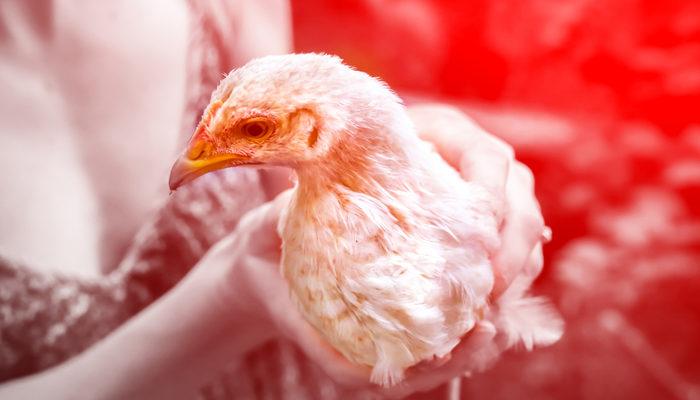 Japonya'da kuş gribi alarmı: 143 bin tavuk itlaf edilecek