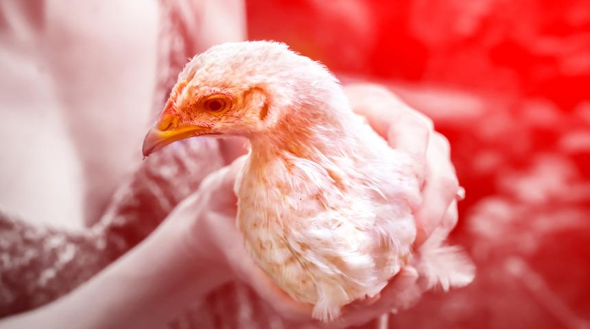 Japonya'da kuş gribi alarmı: 143 bin tavuk itlaf edilecek