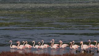 Flamingoların yuvası Çakalburnu Lagünü deniz yosunuyla kaplandı