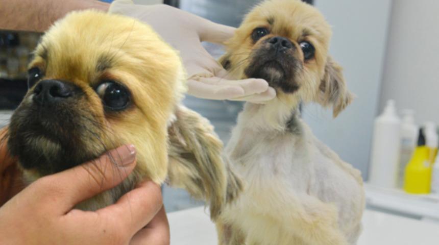 Ölüme terk edilen köpeğe cinsel saldırı şüphesi: Hayati riski devam ediyor, insan teması sonucu olduğu çok açık