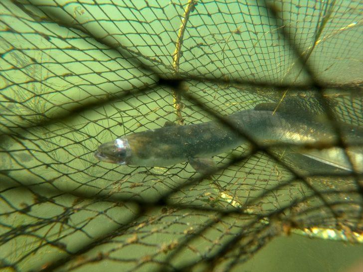 Yılan balığının Meksika'dan Türkiye'ye 7 bin kilometrelik yolculuğu G3