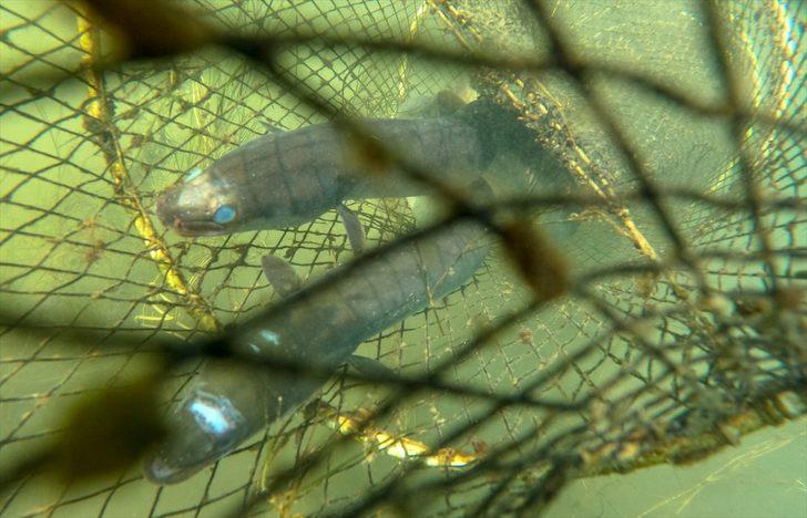 Yılan balığının Meksika'dan Türkiye'ye 7 bin kilometrelik yolculuğu G5