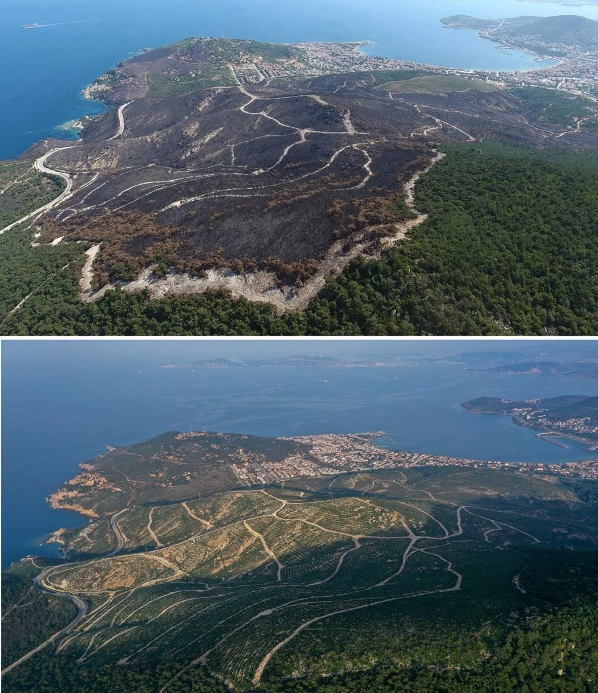 Fo&ccedil;a'da 4 yıl &ouml;nce yanan ormanlık alan fidanlarla yeniden yeşerdi