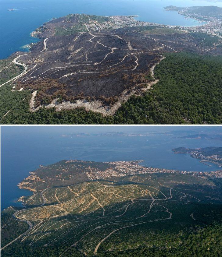 Foça'da 4 yıl önce yanan ormanlık alan fidanlarla yeniden yeşerdi G1