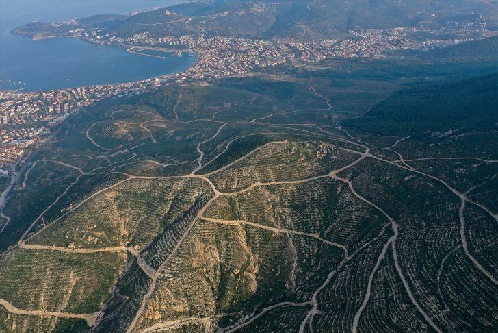 Foça'da 4 yıl önce yanan ormanlık alan fidanlarla yeniden yeşerdi G2