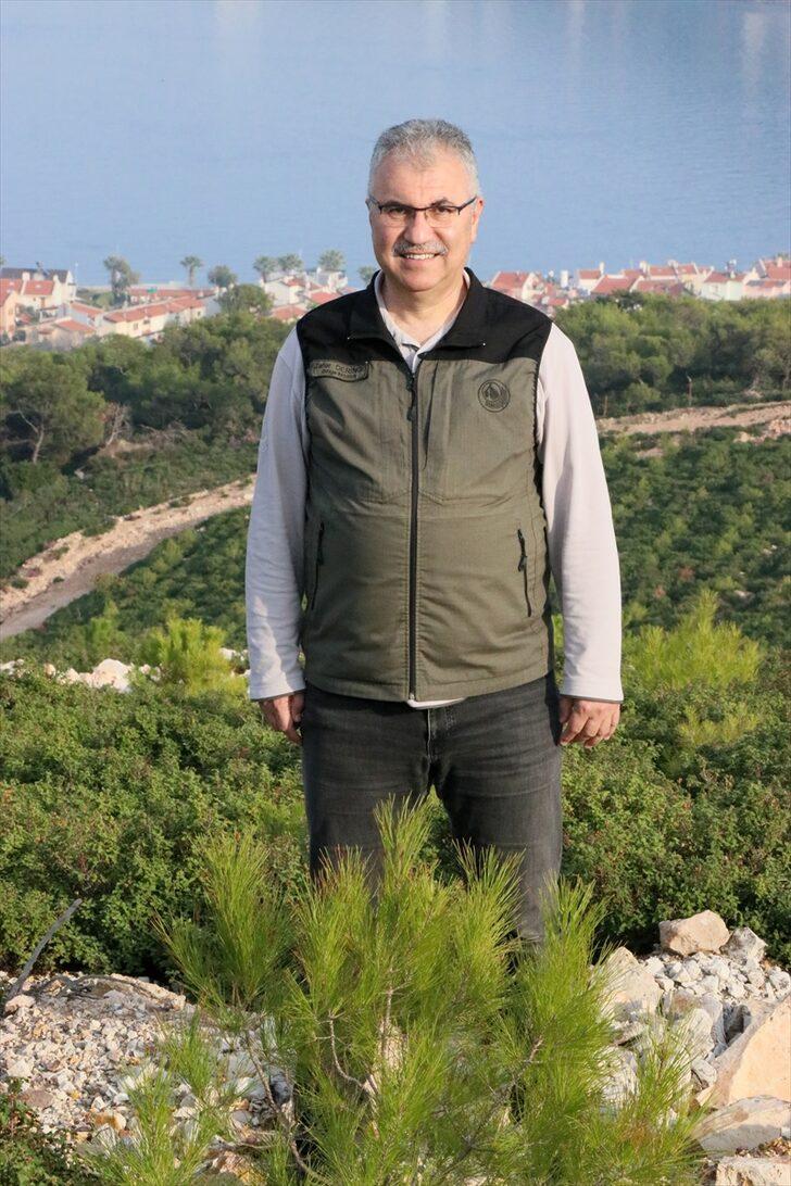 Foça'da 4 yıl önce yanan ormanlık alan fidanlarla yeniden yeşerdi G4