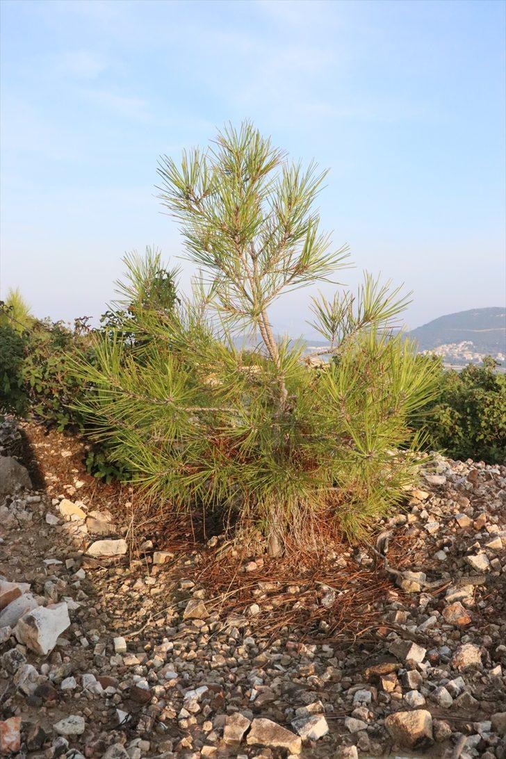 Foça'da 4 yıl önce yanan ormanlık alan fidanlarla yeniden yeşerdi G5