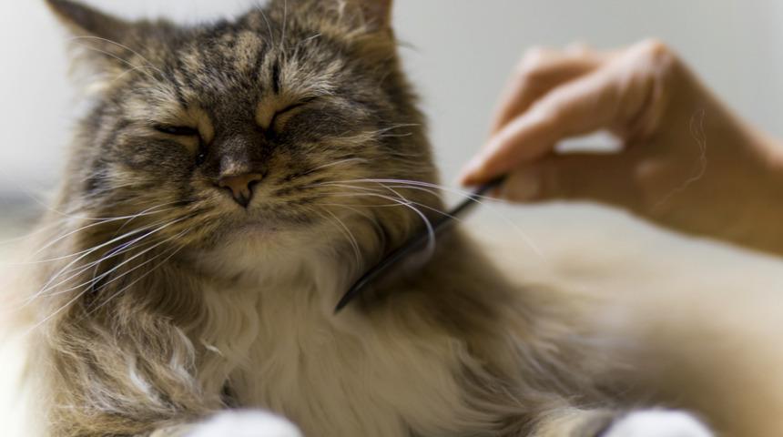 Evcil hayvanınız varken evinizi temiz tutmak çok mu zor? İşe evcil hayvan sahiplerinin işini kolaylaştıran temizlik tüyoları