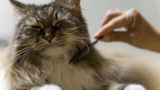 Evcil hayvanınız varken evinizi temiz tutmak çok mu zor? İşe evcil hayvan sahiplerinin işini kolaylaştıran temizlik tüyoları