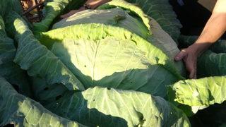 Dev lahanalar görenleri şaşkına çeviriyor: Bir tanesi 30 kilo!