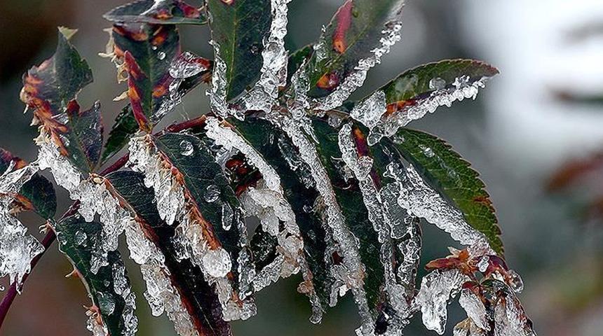 Eskişehir için zirai don uyarısı! Meteorolojiden hava durumuyla ilgili son tahmin