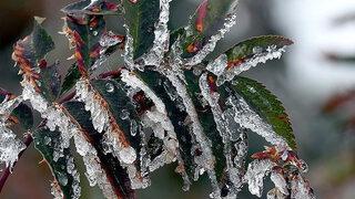 Eskişehir için zirai don uyarısı! Meteorolojiden hava durumuyla ilgili son tahmin