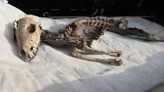 Iğdır'da bulundu, türü araştırılacak! Ne olduğunu biz de merak ediyoruz