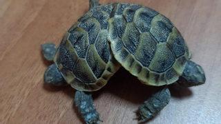 Pamukkale'de bulundu! Görenler şaşkınlığını gizleyemedi