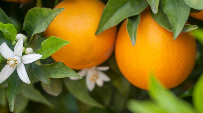 Hem C vitamini deposu hem de tatlıların bir parçası! Portakal ile yapılabilecek tatlı tarifleri