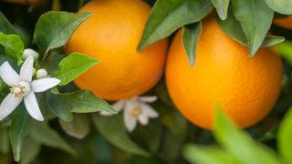 Hem C vitamini deposu hem de tatlıların bir parçası! Portakal ile yapılabilecek tatlı tarifleri