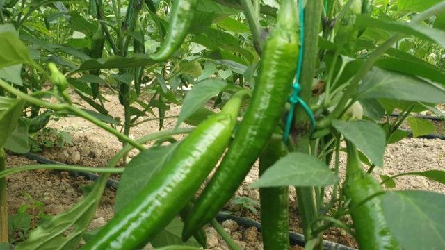 Her derde deva: Samandağ biberi: Etkisini görebilmek için günde 3 kez tüketin