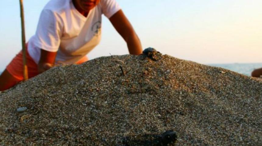 Manavgat'ta denize ulaşan yavru caretta caretta sayısı 2 kat arttı