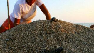 Manavgat'ta denize ulaşan yavru caretta caretta sayısı 2 kat arttı