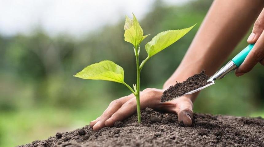 Öğretmenler Günü fidan kampanyasına nasıl bağış yapılır? Öğretmenim İçin Bir Fidan kampanyasına nasıl katılınır?